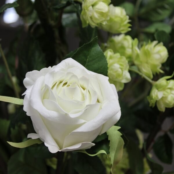 Soft White Vienna Rose